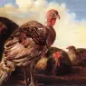CUYP_Aelbert_Domestic_Fowl