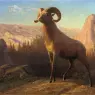 Bierstadt_Albert_A_Rocky_Mountain_Sheep_Ovis_Montana