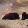 Grizzly_Bears