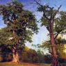 Pioneers_of_the_Woods