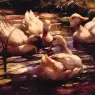 Ducks_in_a_Forest_Pond
