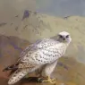 A_Greenland_or_Gyr_Falcon