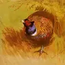 Thorburn_Archibald_A_Cock_Pheasant