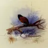 Thorburn_Archibald_A_Nepalese_Black_Headed_Nun_In_The_Branch_Of_A_Tree