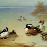 Thorburn_Archibald_Buffel_Headed_Duck_American_Green_Winged_Teal_And_Hooded_Merganser