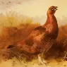 Thorburn_Archibald_Cock_Grouse