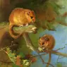 Thorburn_Archibald_Dormice