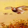 Thorburn_Archibald_English_Partridge_In_Flight