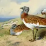 Thorburn_Archibald_Great_Bustards