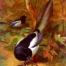Thorburn_Archibald_Magpies