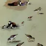 Thorburn_Archibald_Study_Of_Sandpipers_Cream_Coloured_Coursers_And_Other_Birds