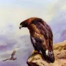 Thornburn_Archibald_A_Golden_Eagle