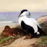 Thornburn_Archibald_Common_Eider_Ducks