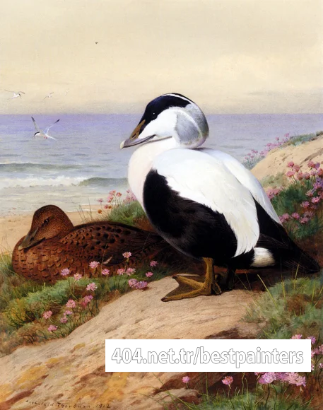 Thornburn_Archibald_Common_Eider_Ducks
