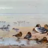 Archibald Thorburn (1860-1935)