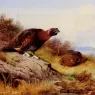 Thornburn_Archibald_Red_Grouse_On_The_Moor