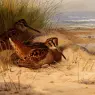 Thornburn_Archibald_Woodcock_Nesting_On_A_Beach
