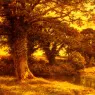 Leader_Benjamin_Williams_A_Woodland_Pool