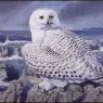 CharlesTunnicliffe-Index05-SnowyOwl_je