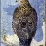 CharlesTunnicliffe-Index06-Buzzard_In_The_Rain_je