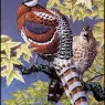 CharlesTunnicliffe-Index06-Elliot%27s_Pheasants_je