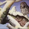CharlesTunnicliffe-Index07-Little_Owl_je