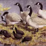 CharlesTunnicliffe-Index08-Canadas_And_Coots_je