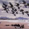 CharlesTunnicliffe-Index08-Coming_InToLand_je