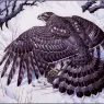 CharlesTunnicliffe-Index08-Goshawk_je