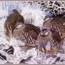 CharlesTunnicliffe-Index09-French_Partridges_je