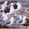 CharlesTunnicliffe-Index09-Gull_Gallery_je