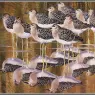 CharlesTunnicliffe-Index09-Juvenile_Ruffs_je
