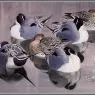 CharlesTunnicliffe-Index09-Pintails_At_Rest_je