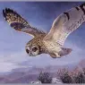 CharlesTunnicliffe-Index10--Short-eared_Owl_je