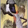 CharlesTunnicliffe-Index10-Lady_Amherst%27s_Pheasants_je