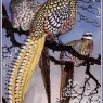 CharlesTunnicliffe-Index10-Reeve%27s_Pheasants_je