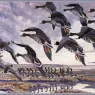 CharlesTunnicliffe-Index11-Alighting%20Whitefronts_je