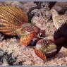 CharlesTunnicliffe-Index11-Ring-neck%20Pheasants_je