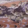 CharlesTunnicliffe-Index12-Curlews%20And%20Turnstones_je