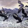 CharlesTunnicliffe-Index13-StormPetrels_je