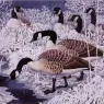 Charles_Tunnicliffe-Index01-01-Geese_In_The_Morning_je