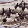 Charles_Tunnicliffe-Index01-02-_Barnacle_Geese_je