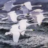 Charles_Tunnicliffe-Index01-03-_Berwick_Swans_je