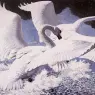 Charles_Tunnicliffe-Index01-04-_Mute_Swans_Fighting_je