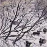 Charles_Tunnicliffe-Index01-05-_Waterfowl_je