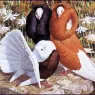 Charles_Tunnicliffe-Index02-01-Fancy_Pigeons_je