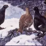 Charles_Tunnicliffe-Index02-02-Black_Grouse_je