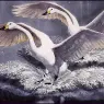 Charles_Tunnicliffe-Index02-03-Whoopers_Touching_Down_je