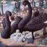 Charles_Tunnicliffe-Index02-04-Black_Swan_Family_je