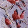 Charles_Tunnicliffe-Index02-05-Carmine_Bee_Eaters_je